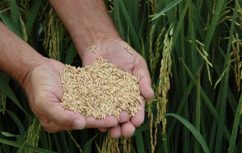Calote de empresas da Venezuela e Cuba provoca rombo de R$ 20 milhões a arrozeiros de SC