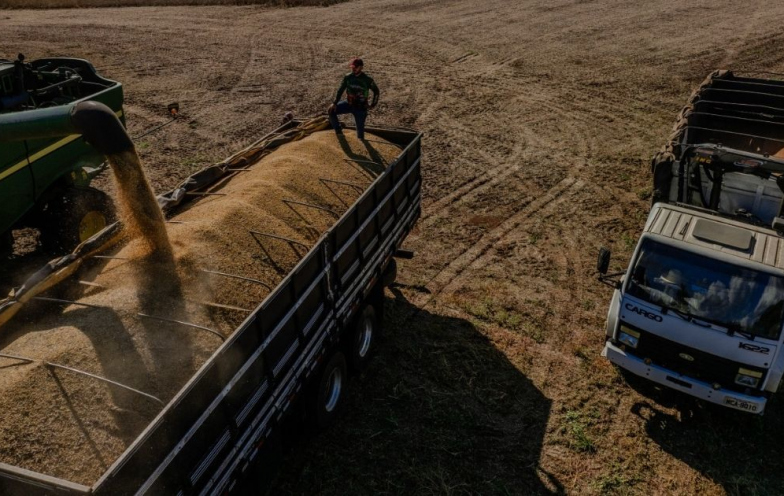 Leilão ajuda escoar 2,5 mil toneladas de arroz em Santa Catarina