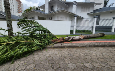 Rajadas de vento causam estragos em Criciúma e região; confira fotos e vídeos