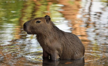 Concessionária deve pagar indenização a casal que atropelou uma capivara 