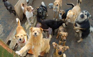 Município terá que intervir e auxiliar mulher que abriga 50 cães em residência no Sul