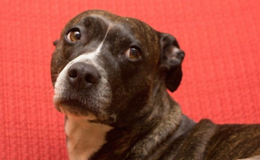 Forquilhinha: homem será indenizado por negligência de veterinária que causou morte de cadela