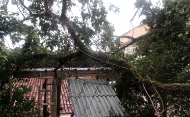 Árvore cai sobre residência em Criciúma