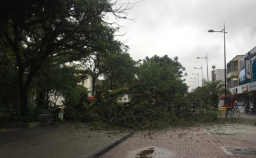 Árvore de grande porte cai na Praça Nereu Ramos