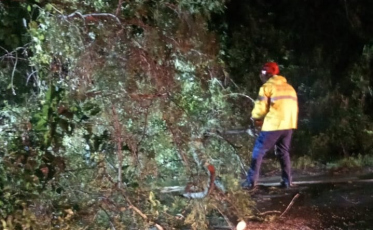 Árvore cai na pista e obstrui rodovia SC-108, em Urussanga