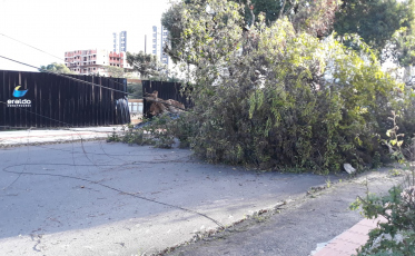 Em Criciúma e região, bombeiros atendem ocorrências de cortes de árvores 