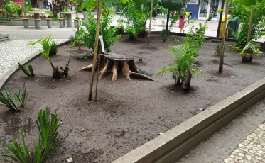 Árvores em estado precário são retiradas da Praça Nereu Ramos