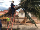 Defesa Civil e bombeiros empenhados na remoção de árvores caídas
