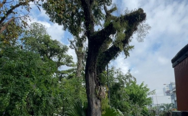Poda preventiva de árvores é realizada na Nereu Ramos