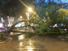 Temporal derruba árvore na Nereu Ramos
