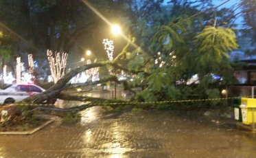Temporal derruba árvore na Nereu Ramos