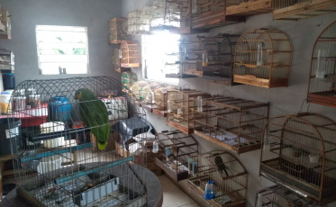 Criciúma: Polícia captura 80 pássaros silvestres em cativeiro