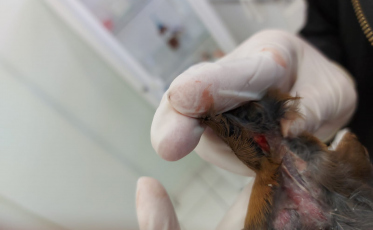 Tubarão: 28 aves silvestres são apreendidas por serem mantidas em situação ilegal (FOTOS)