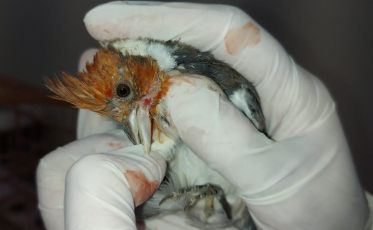 Tubarão: 28 aves silvestres são apreendidas por serem mantidas em situação ilegal (FOTOS)