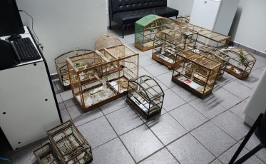 Com aves silvestres e revólver na residência, homem é preso em Criciúma