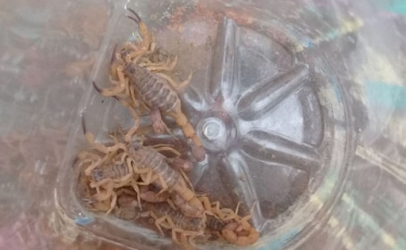 Como se prevenir de acidentes com animais peçonhentos e venenosos