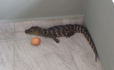 Um jacaré filhote é encontrado em creche em Criciúma