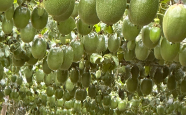 (Vídeos) Ovo de Páscoa ou Maracujá? Pomar do extremo Sul surpreende com frutos gigantes e alta produtividade