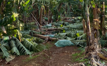Prefeitura adquire R$ 50 mil em mudas de bananas
