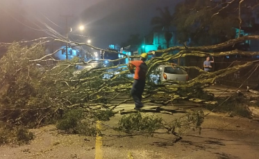 Araranguá: Após temporal, queda de árvore danifica veículo e bloqueia rua