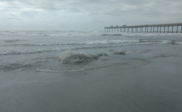 Baleia jubarte encalha no Arroio do Silva