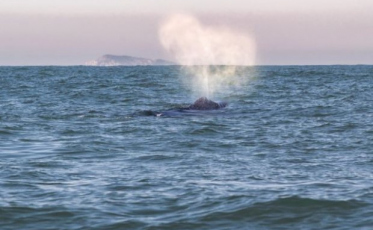 Temperatura do mar pode ter atraído baleias jubarte ao litoral catarinense