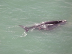 Baleias-franca começam a chegar no litoral catarinense