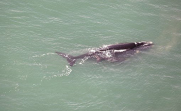 Baleias-franca começam a chegar no litoral catarinense