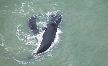 Rota da Baleia Franca fomenta ações para fortalecer turismo regional