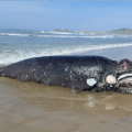 Filhote de baleia-franca é encontrado morto em praia de Laguna