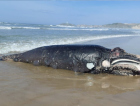 Filhote de baleia-franca é encontrado morto em praia de Laguna