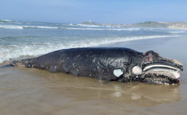 Filhote de baleia-franca é encontrado morto em praia de Laguna