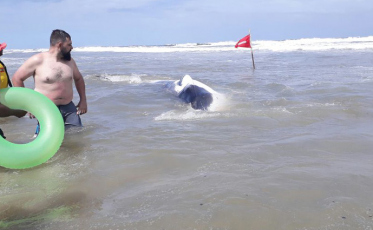Banhistas salvam baleia no Morro dos Conventos (VÍDEO)