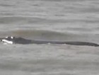 Baleias são vistas próximo à orla de Balneário Rincão (VÍDEO)