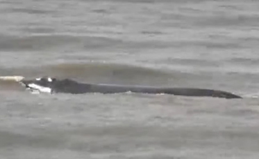Baleias são vistas próximo à orla de Balneário Rincão (VÍDEO)