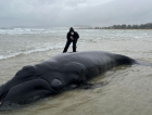 Imbituba: filhote de baleia-franca retorna ao mar após encalhar em praia