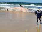 Imbituba: baleia da espécie bryde é encontrada morta na Praia do Rosa