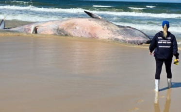 Imbituba: baleia da espécie bryde é encontrada morta na Praia do Rosa