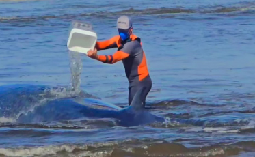 Baleia encalha na praia de Campo Bom, em Jaguaruna