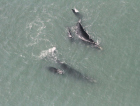 Sobrevoo de monitoramento registra 42 baleias-francas