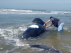 Filhote de baleia-franca é resgatada no Balneário Rincão