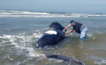 Filhote de baleia-franca é resgatada no Balneário Rincão