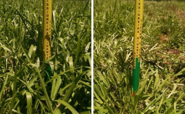 Bastão desenvolvido pela Epagri facilita o manejo das pastagens