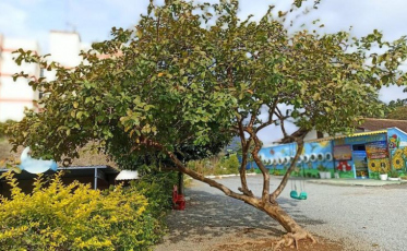 Criciúma E.C divulga nota oficial em solidariedade a Blumenau