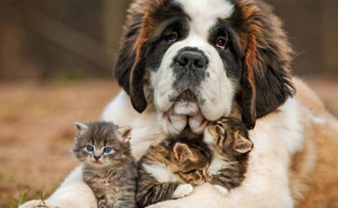 Bem Estar Animal em pauta no Legislativo