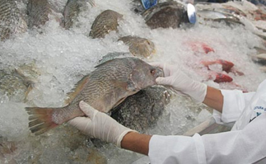 Içara contará com agroindústria de beneficiamento de pescados