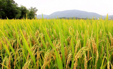 As novidades para a safra de verão em Santa Catarina