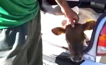 Polícia flagra três bezerros em um Celta (VÍDEO)