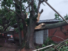 Árvore cai e atinge residência em Araranguá