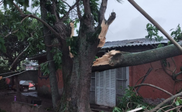 Árvore cai e atinge residência em Araranguá